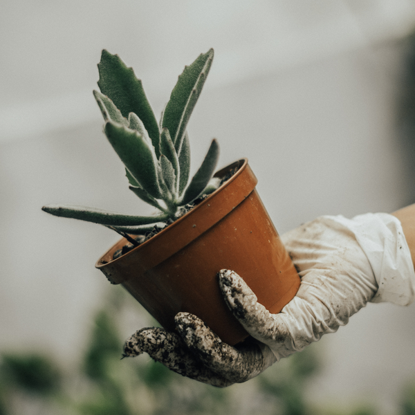 Planters & Pots