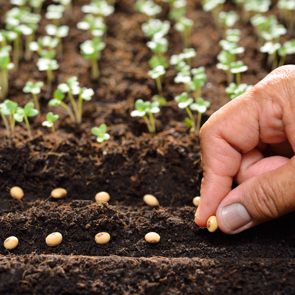 Seeds & Bulbs