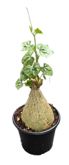 Gerradenthus Macrogizus 'Big Foot' 4 inch Grower Pot