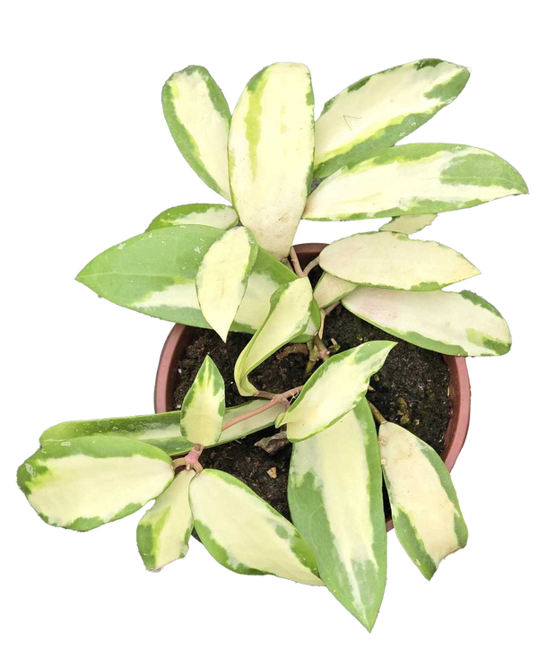 Hoya Acuta 4 inch Grower Pot