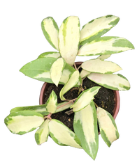 Hoya Acuta 4 inch Grower Pot