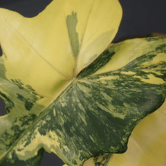 Philodendron Florida Beauty x Mayoi