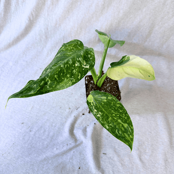 Philodendron Jose Buono