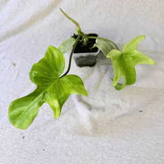 Philodendron Florida Ghost