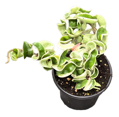 Hoya Hindu Rope Variegated 4 inch Grower Pot