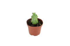 Cactus Boobie Mini 3 inch Grower Pot