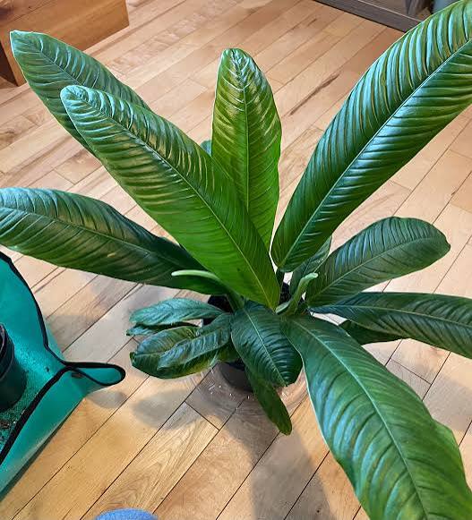 Philodendron campii