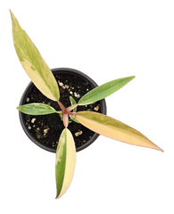 Philodendron Caramel Marble Variegated 3.5 inch Grower Pot