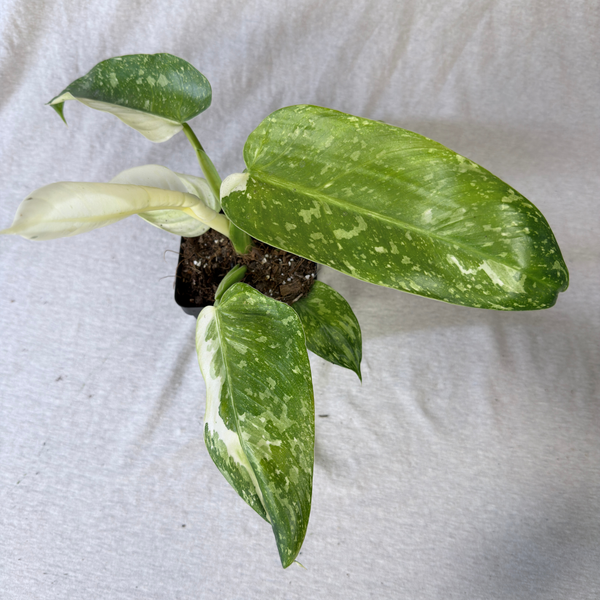 Philodendron Jose Buono