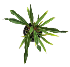 Philodendron Pluto Mutation 4 inch Grower Pot