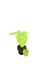 Colocasia Esculenta Mojito 4 inch Grower Pot