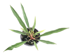Philodendron Pluto Mutation 4 inch Grower Pot
