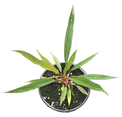Philodendron Pluto Mutation 4 inch Grower Pot