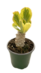 Euphorbia Poisonii 4 inch Grower Pot