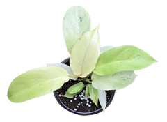 Philodendron Snowdrift 4 inch Grower Pot