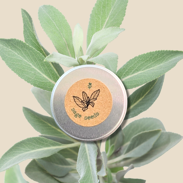 Organic Sage Seeds