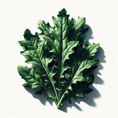 Arugula (Astro) (4x)
