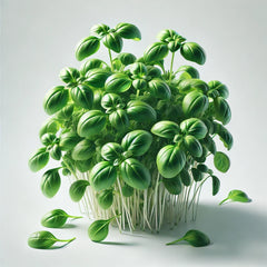 Basil (Genovese)
