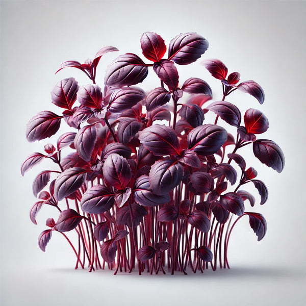 Basil (Red Rubin)