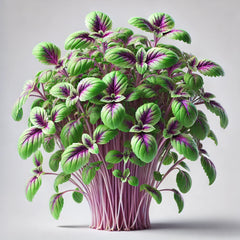 Basil (Bicolor)