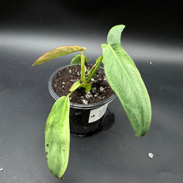 Philodendron longilobatum ‘Lelano Miyano’ Variegated (903)