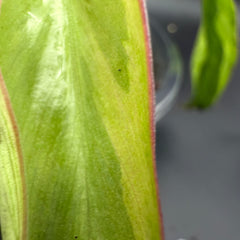 Philodendron longilobatum ‘Lelano Miyano’ Variegated (903)
