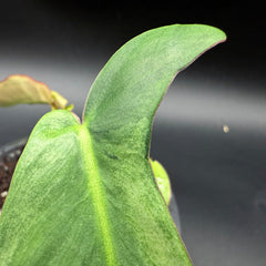 Philodendron longilobatum ‘Lelano Miyano’ Variegated (903)