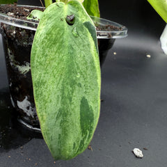 Philodendron longilobatum ‘Lelano Miyano’ Variegated (903)