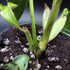 Philodendron longilobatum ‘Lelano Miyano’ Variegated (903)
