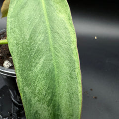 Philodendron longilobatum ‘Lelano Miyano’ Variegated (903)