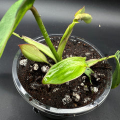 Philodendron longilobatum ‘Lelano Miyano’ Variegated (903)