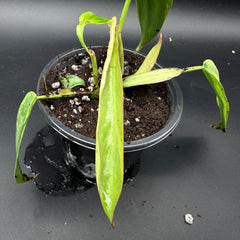 Philodendron longilobatum ‘Lelano Miyano’ Variegated (903)