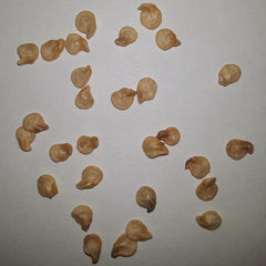Tabasco VERY HOT Pepper Seeds