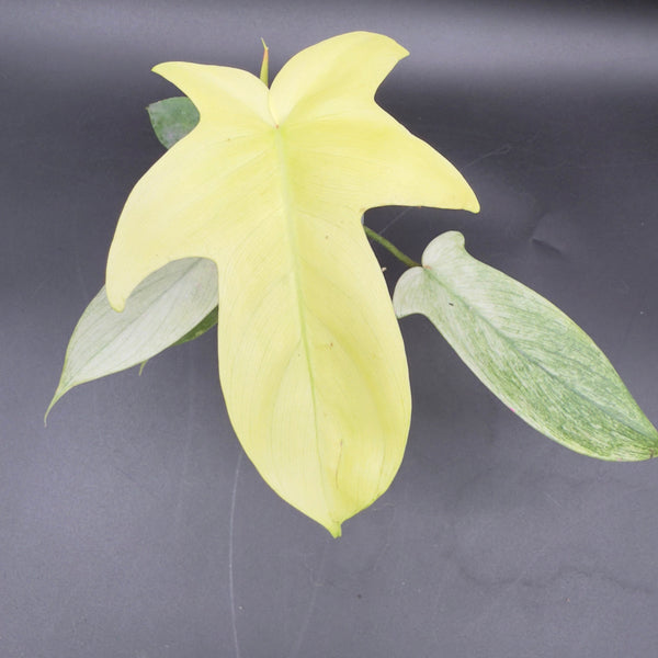 Philodendron Florida Ghost