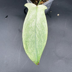 Philodendron Florida Ghost