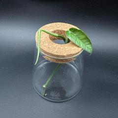 Glass Cultivation Planter with Cork Top