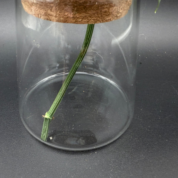 Glass Cultivation Planter with Cork Top