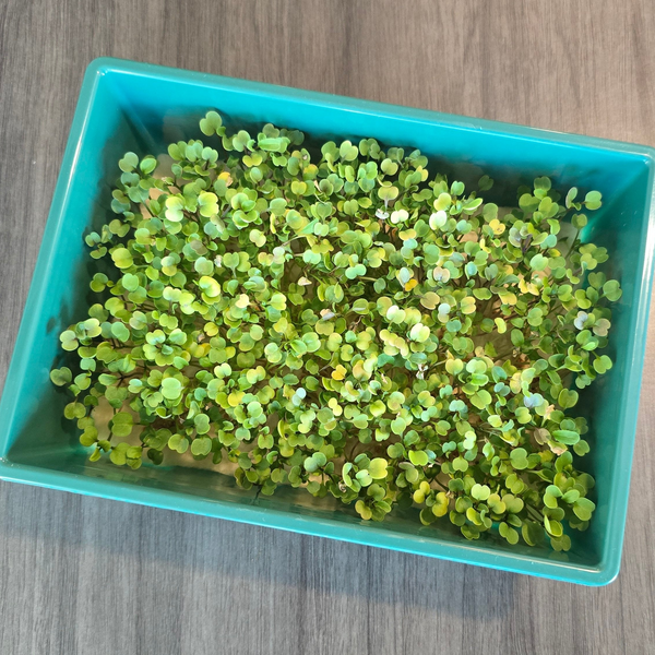 Arugula