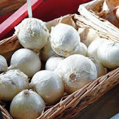 ONION Seeds, White Sweet Spanish