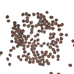 Golden Helios Radish Seeds