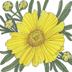 Coreopsis, Lance-Leaved (pack)