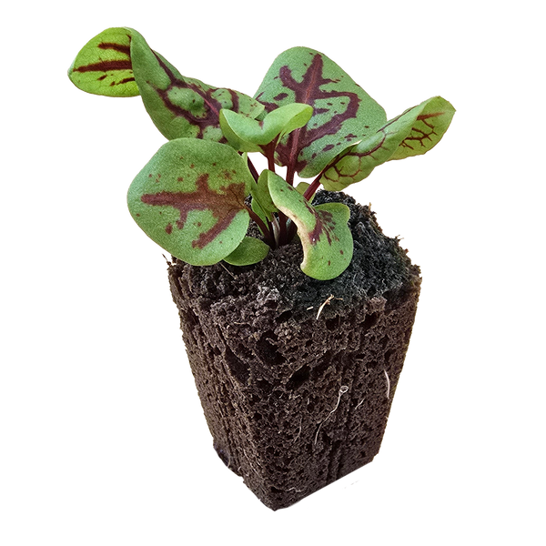 Sorrel (Red Veined) (4x)