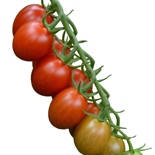 Sugar Rush Hybrid Grape Tomato Seeds