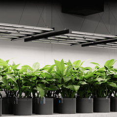 AC Infinity IONFRAME EVO6 500W Samsung LM301H EVO Commercial LED Grow Light 4 x 4 Ft