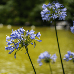 African Lily – 25 Seeds