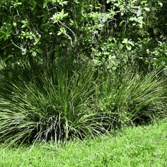 African Lily – 25 Seeds