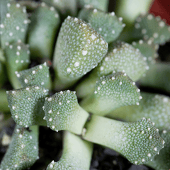 Aloinopsis Seed Mix