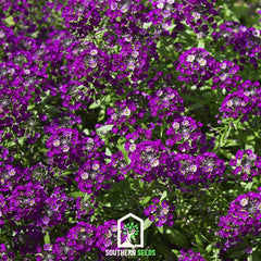 Oriental Nights Alyssum – 100 Seeds