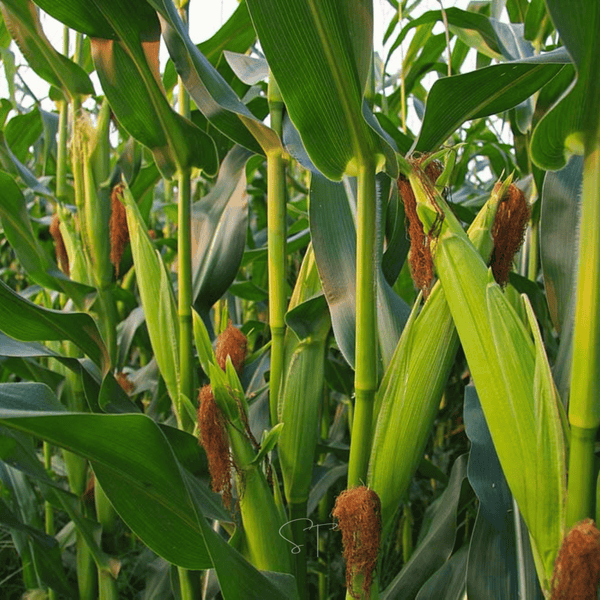Ambrosia Corn – 30 Seeds