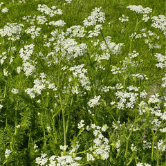 Anise – 100 Seeds